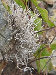 Roccella bajasurensis