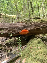 Aurantiporus pulcherrimus