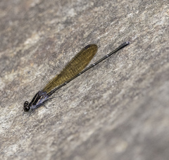 Argia tezpi