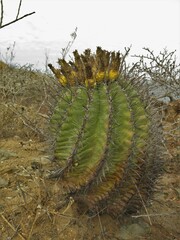 Ferocactus townsendianus