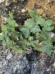 Notholaena standleyi