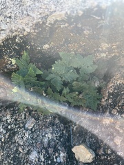 Notholaena standleyi