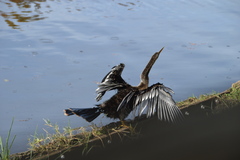Anhinga anhinga leucogaster