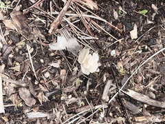 Marasmius calhouniae