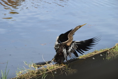 Anhinga anhinga leucogaster
