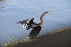 Anhinga anhinga leucogaster