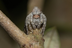 Hamataliwa grisea