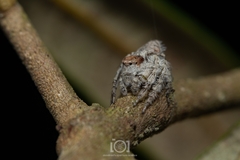 Hamataliwa grisea