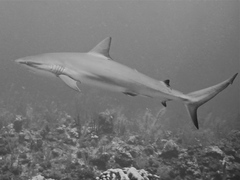 Carcharhinus perezii
