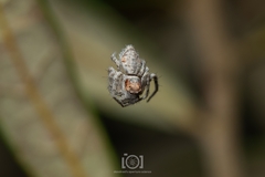 Hamataliwa grisea