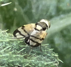 Urophora stylata