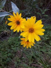 Heliopsis helianthoides