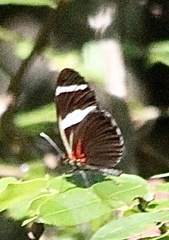 Heliconius antiochus