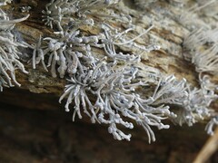 Roccella bajasurensis