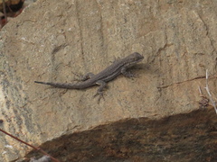 Urosaurus nigricauda