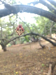 Verrucosa
