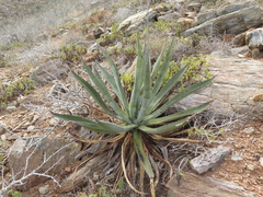 Agave aurea