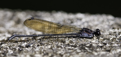 Argia tezpi