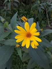 Heliopsis helianthoides