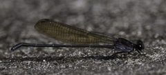 Argia tezpi