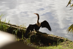 Anhinga anhinga leucogaster
