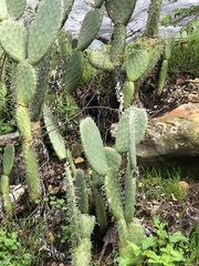 Opuntia oricola