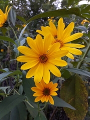 Heliopsis helianthoides