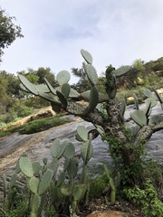 Opuntia oricola