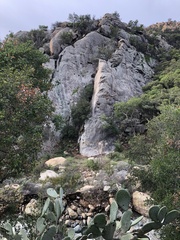 Opuntia oricola