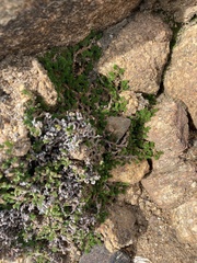 Selaginella eremophila