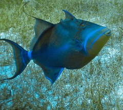 Balistes vetula