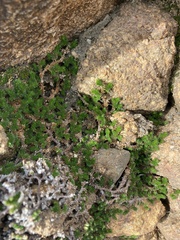 Selaginella eremophila