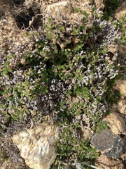 Selaginella eremophila