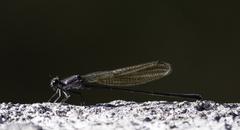 Argia tezpi