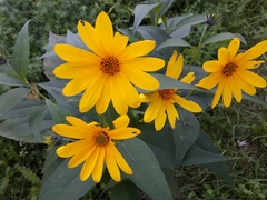 Heliopsis helianthoides