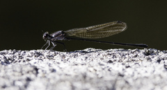 Argia tezpi