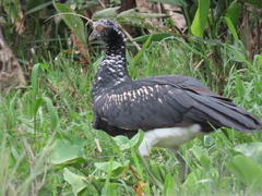 Anhima cornuta
