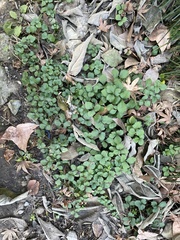 Potentilla hebiichigo