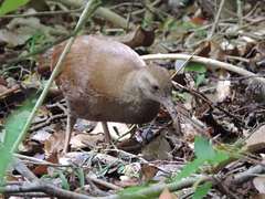Gallirallus sylvestris