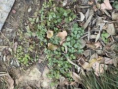 Potentilla hebiichigo