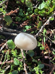 Clitocybe fragrans