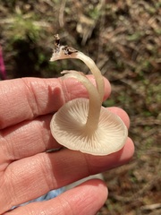 Clitocybe fragrans