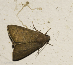 Anomis illita