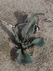 Rumex hymenosepalus