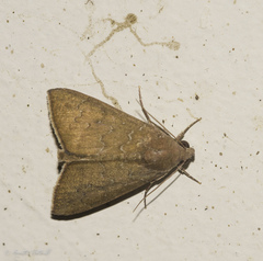 Anomis illita