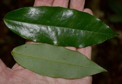Xylopia maccreae