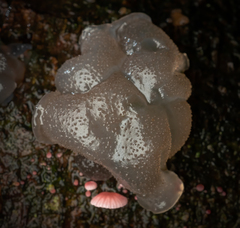 Exidia novozealandica