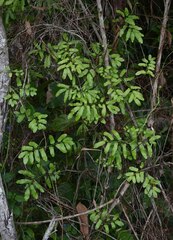 Lygodium reticulatum