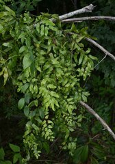 Lygodium reticulatum