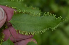 Lygodium reticulatum
